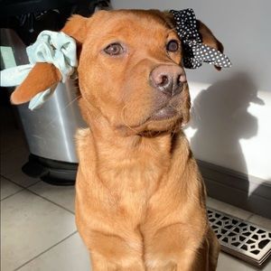 Meet your Posher, Elyse